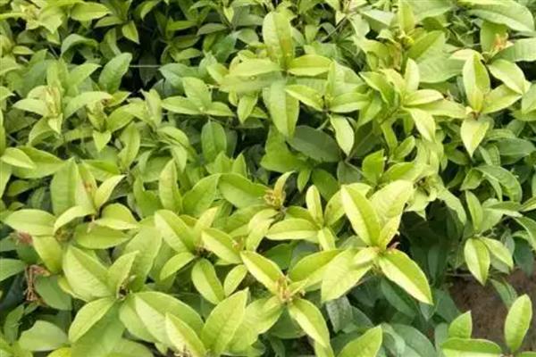 金桂和丹桂的区别，花色和叶形均不同