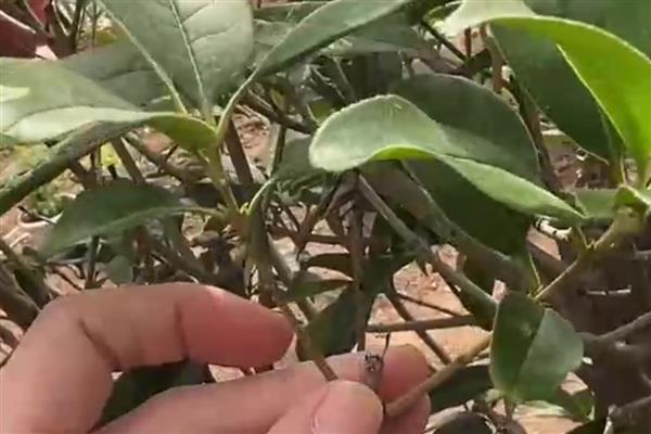 金桂和丹桂的区别，花色和叶形均不同