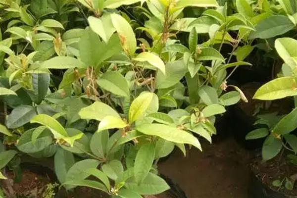 金桂和丹桂的区别，花色和叶形均不同