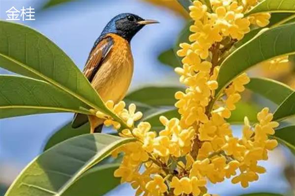 金桂和丹桂的区别，花色和叶形均不同