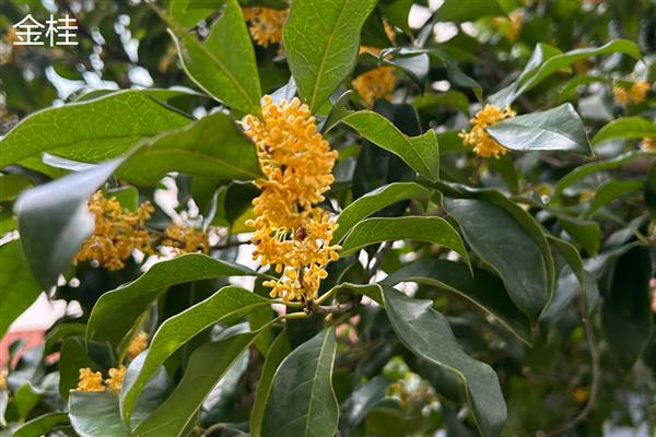 金桂和丹桂的区别，花色和叶形均不同