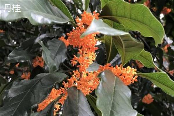 金桂和丹桂的区别，花色和叶形均不同