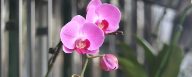 蝴蝶花的开花时间，花期为4-5月份