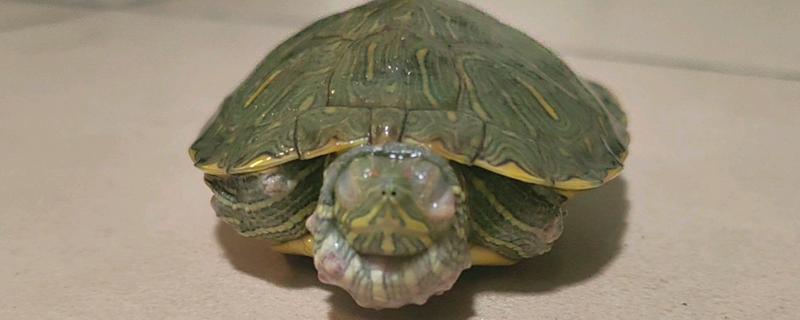 巴西龟壳发黄怎么办，可增加光照并适当投喂