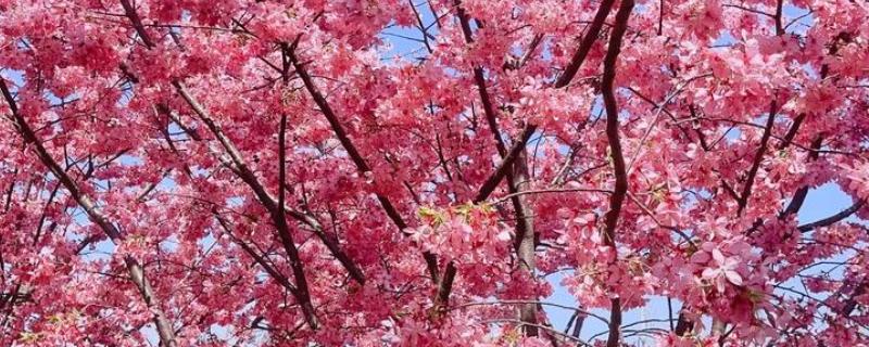 玉渊潭樱花的花期，早樱会在3月中下旬绽放盛开