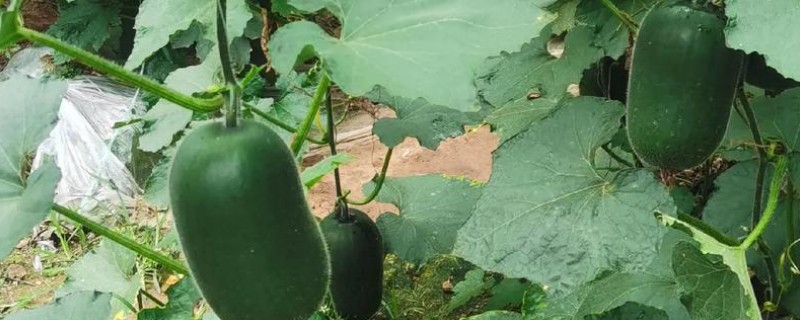 冬瓜的种植方法，一定要保证充足的日照