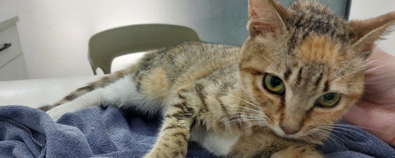 猫咪咽炎的症状，会伴随体温升高