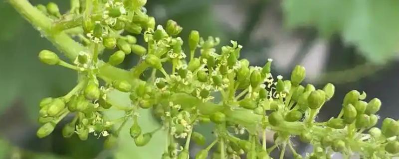 葡萄没有花穗的处理方法，需减少枝干并适量施肥