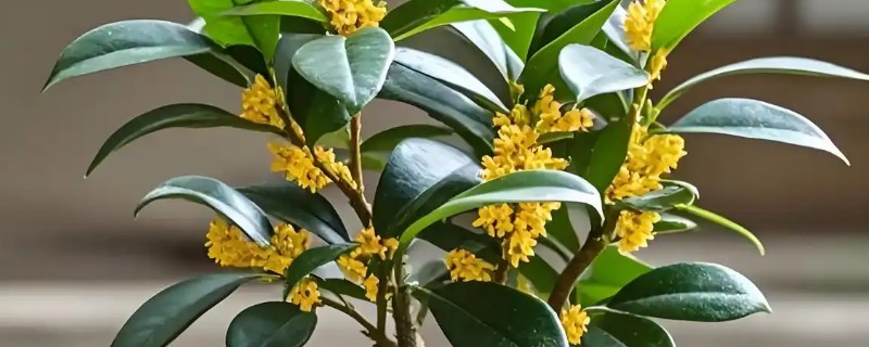 桂花树好不好养，是非常好养活的