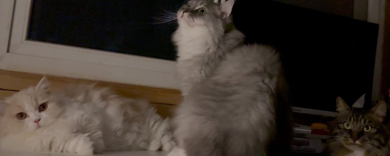 小猫眼睛流脓睁不开的原因，可能是单纯性的眼部感染