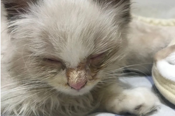 小猫眼睛流脓睁不开的原因，可能是单纯性的眼部感染