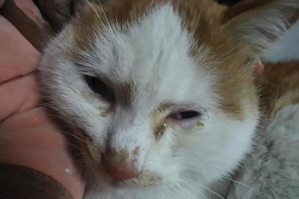 小猫眼睛流脓睁不开的原因，可能是单纯性的眼部感染