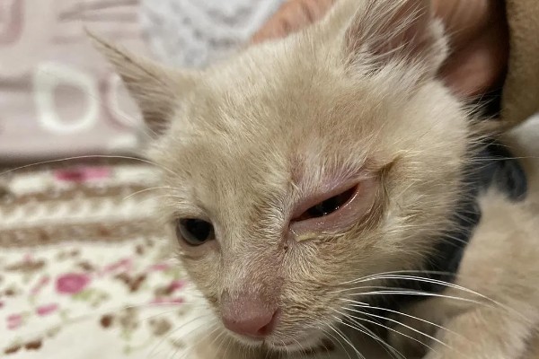 小猫眼睛流脓睁不开的原因，可能是单纯性的眼部感染