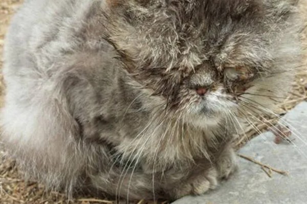 小猫眼睛流脓睁不开的原因，可能是单纯性的眼部感染