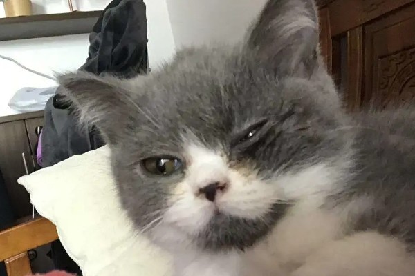 小猫眼睛流脓睁不开的原因，可能是单纯性的眼部感染