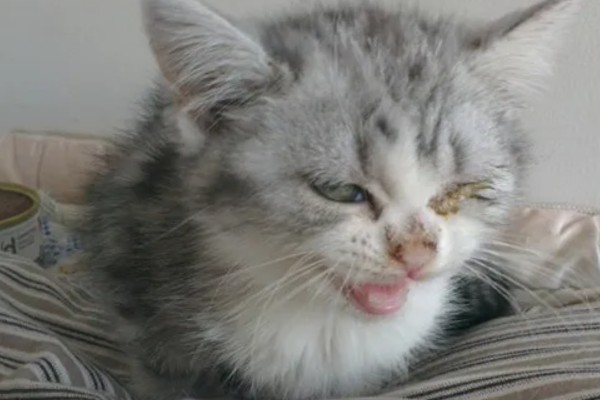 小猫眼睛流脓睁不开的原因，可能是单纯性的眼部感染