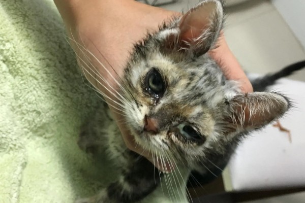 小猫眼睛流脓睁不开的原因，可能是单纯性的眼部感染