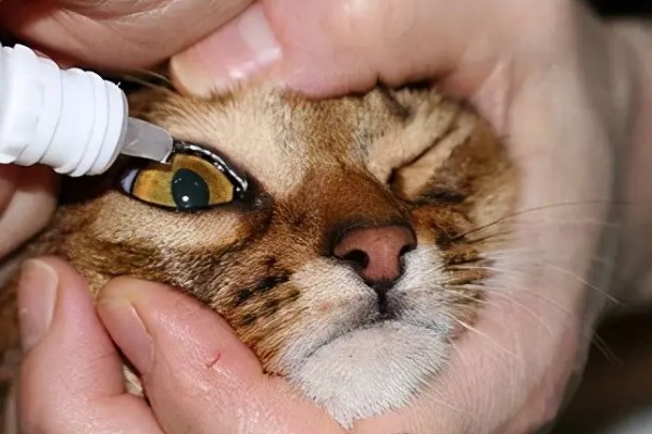小猫眼睛流脓睁不开的原因，可能是单纯性的眼部感染
