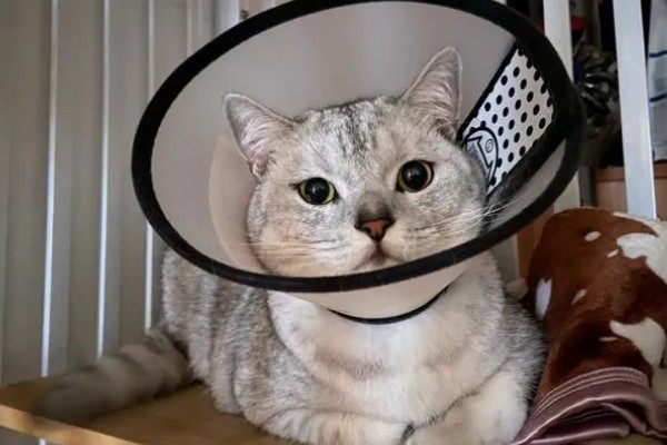 小猫眼睛流脓睁不开的原因，可能是单纯性的眼部感染