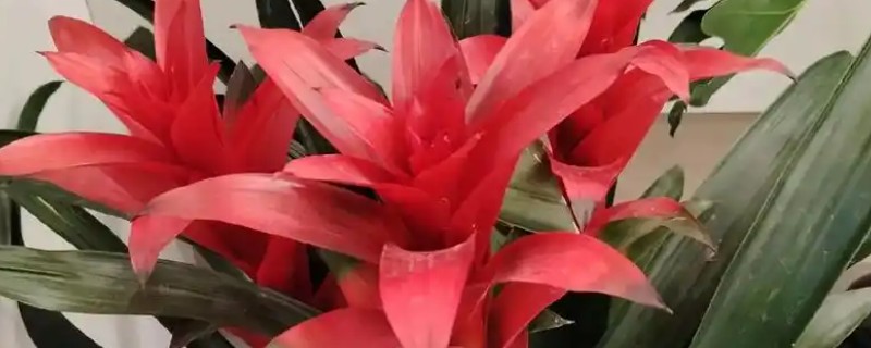 鸿运当头的生根方式，适合在湿润的环境中生长