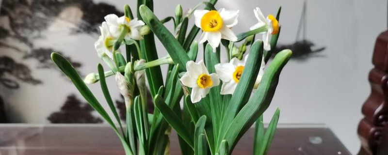 如何正确水培水仙花，可采用浅盆水浸泡的方法培养