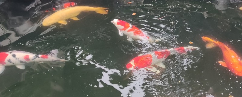室外锦鲤怎么过冬，首先要保持水质的清洁
