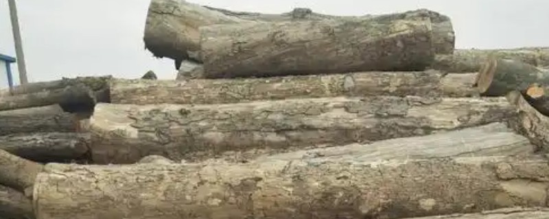 法桐木材结不结实，强度中等