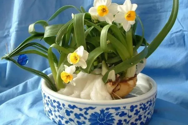 如何正确水培水仙花，可采用浅盆水浸泡的方法培养