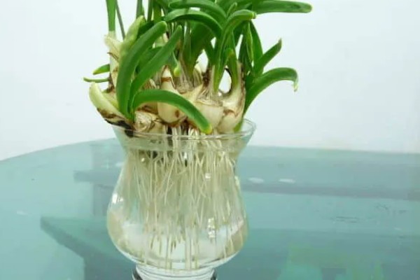 如何正确水培水仙花，可采用浅盆水浸泡的方法培养