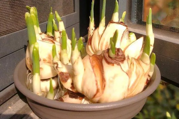 如何正确水培水仙花，可采用浅盆水浸泡的方法培养