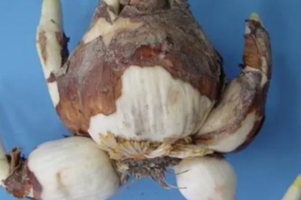 如何正确水培水仙花，可采用浅盆水浸泡的方法培养