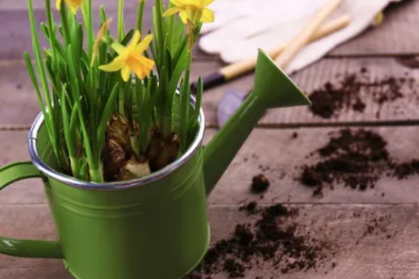 如何正确水培水仙花，可采用浅盆水浸泡的方法培养