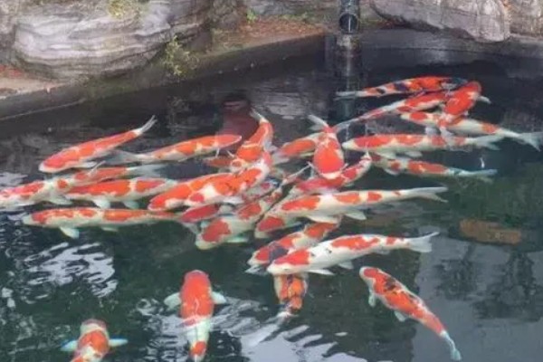 室外锦鲤怎么过冬，首先要保持水质的清洁