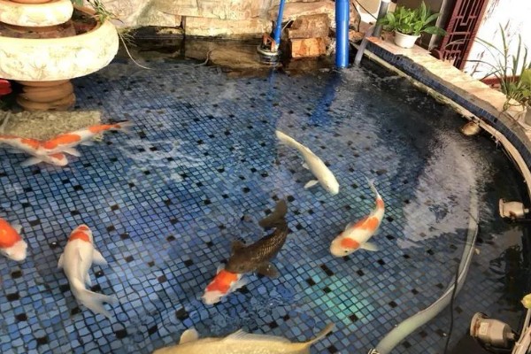 室外锦鲤怎么过冬，首先要保持水质的清洁
