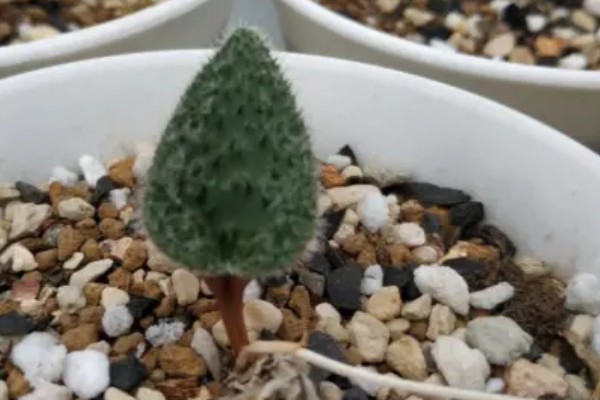 怎么养多肉植物雾冰玉，温度控制在二十度左右