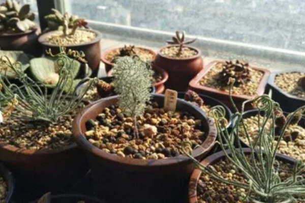 怎么养多肉植物雾冰玉，温度控制在二十度左右