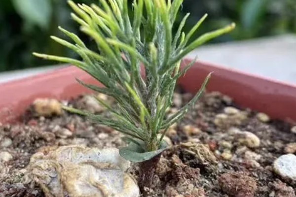 怎么养多肉植物雾冰玉，温度控制在二十度左右