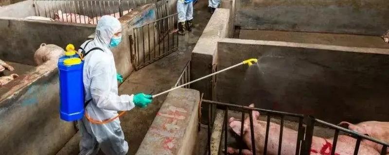 猪场有非瘟能不能熬过去，熬过去的几率不大