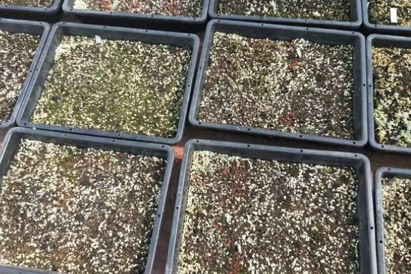 怎么养多肉植物雾冰玉，温度控制在二十度左右