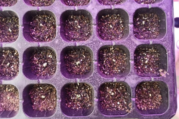 怎么养多肉植物雾冰玉，温度控制在二十度左右