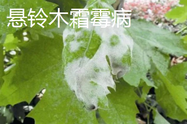 法桐木材结不结实，强度中等