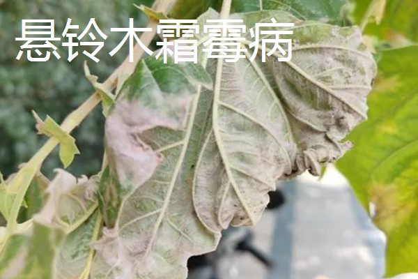 法桐木材结不结实，强度中等
