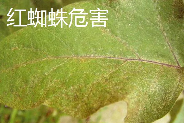 法桐木材结不结实，强度中等