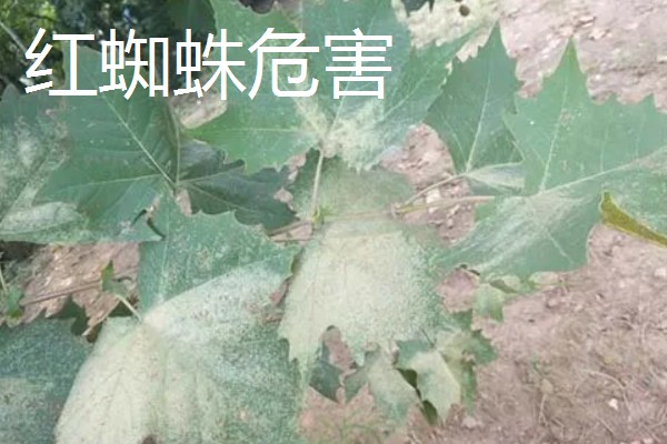 法桐木材结不结实，强度中等