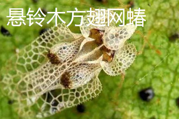 法桐木材结不结实，强度中等