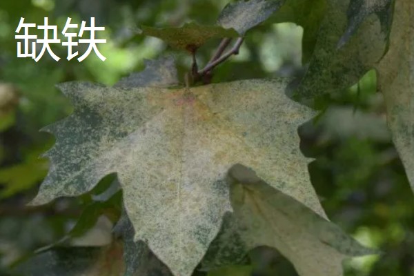 法桐木材结不结实，强度中等