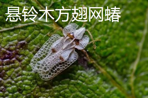 法桐木材结不结实，强度中等