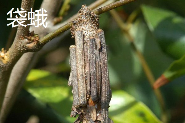 法桐木材结不结实，强度中等