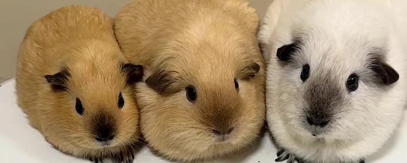 荷兰猪惊吓过度有什么表现，可能出现心跳加速、呼吸困难等情况