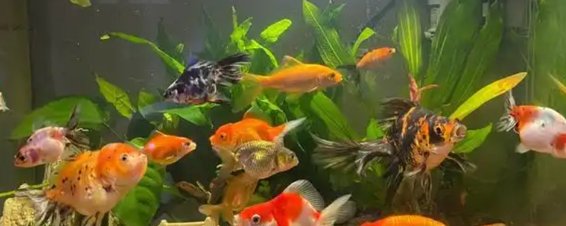 二氧化氯给鱼缸消毒一次放多少，一般都是一吨水放1片